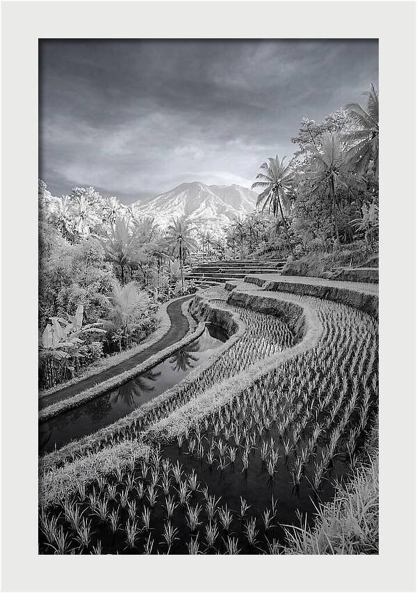 Tranquil Tegalalang Rice Fields
