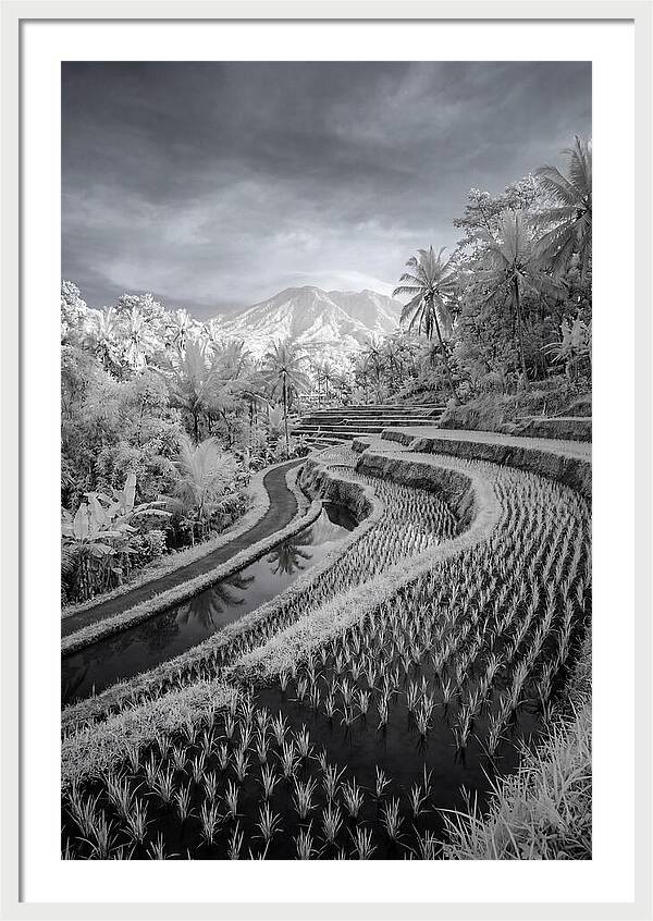 Tranquil Tegalalang Rice Fields