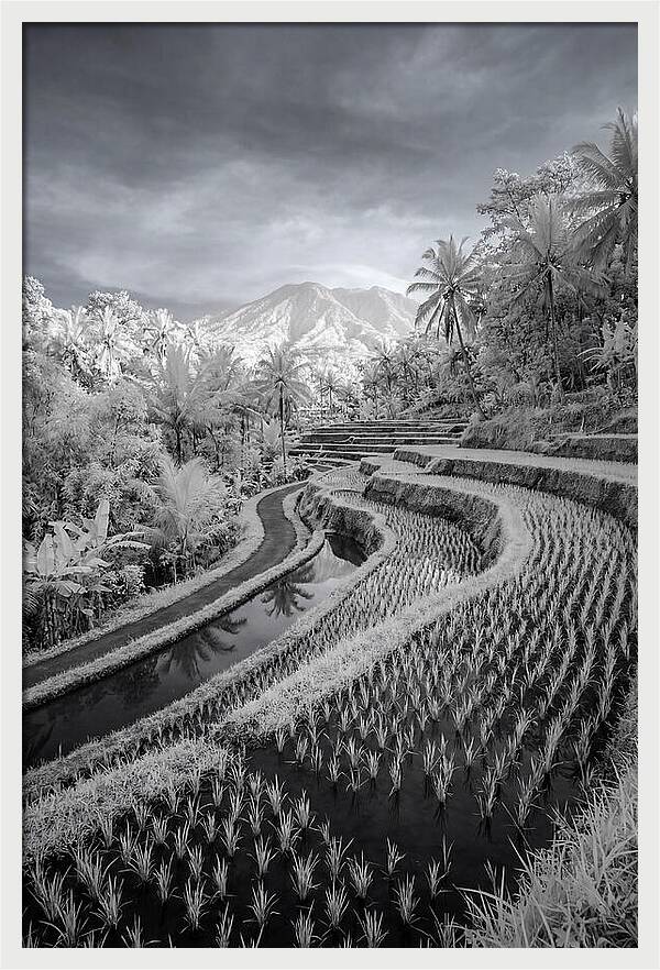 Tranquil Tegalalang Rice Fields