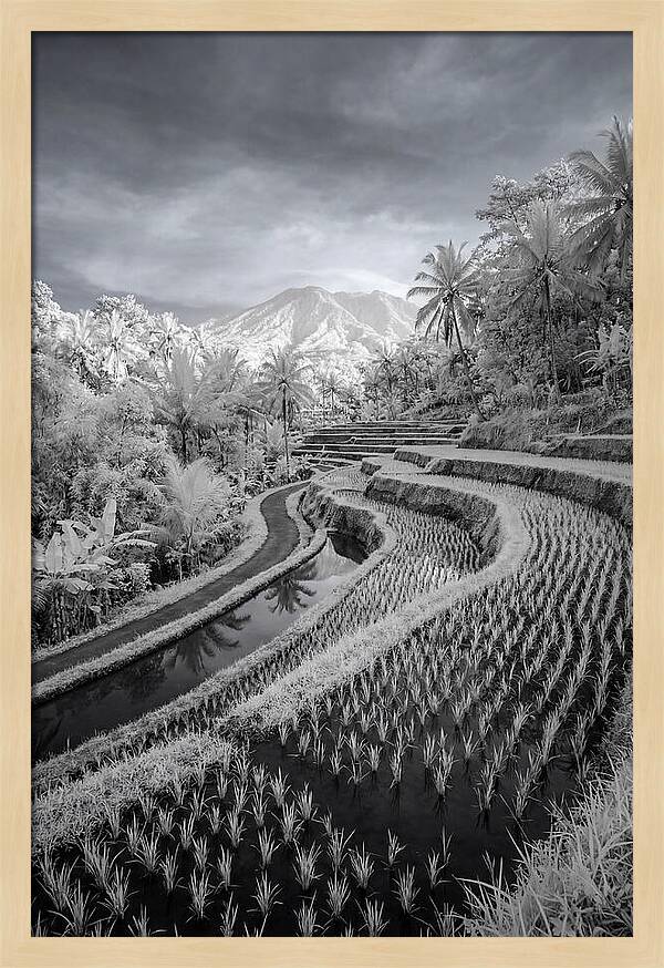 Tranquil Tegalalang Rice Fields