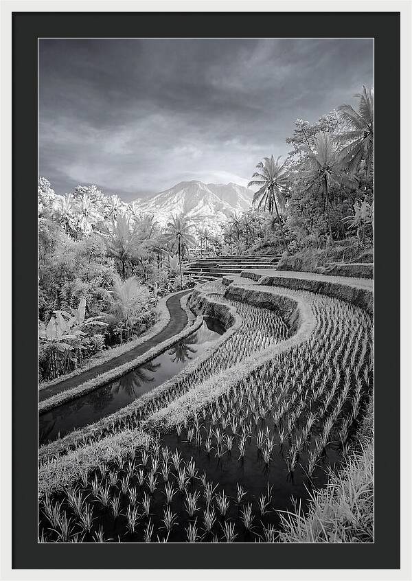 Tranquil Tegalalang Rice Fields