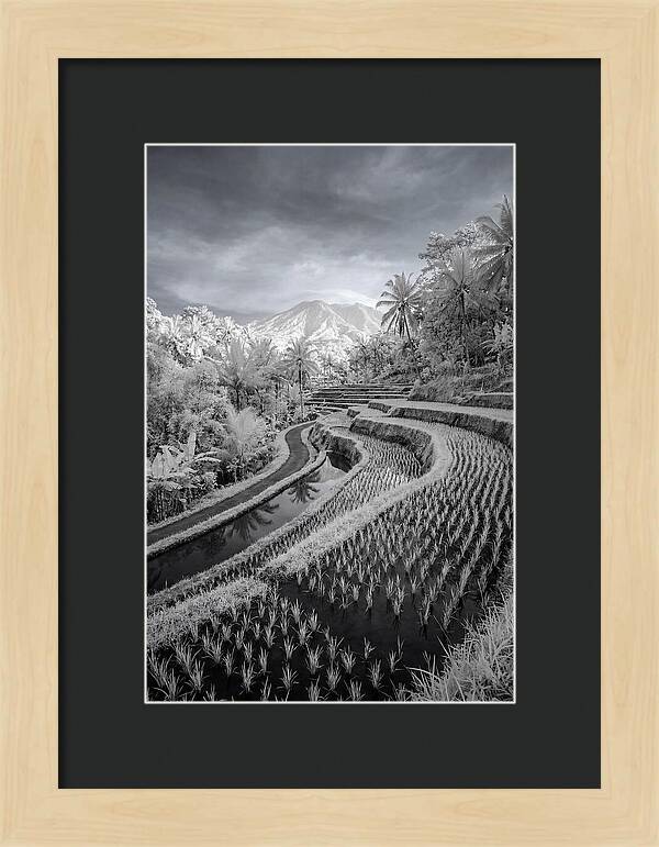 Tranquil Tegalalang Rice Fields