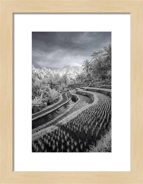 Tranquil Tegalalang Rice Fields