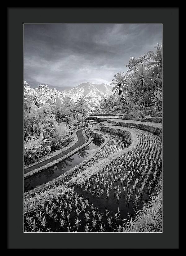 Tranquil Tegalalang Rice Fields