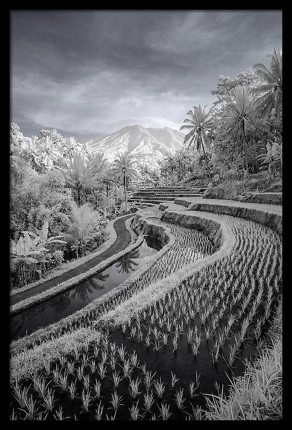 Tranquil Tegalalang Rice Fields