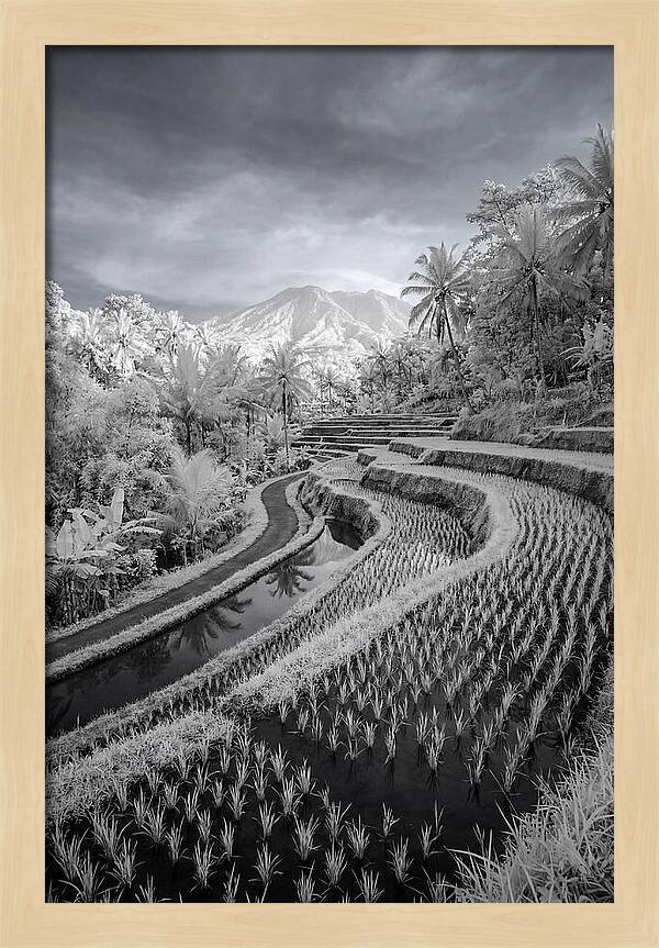 Tranquil Tegalalang Rice Fields