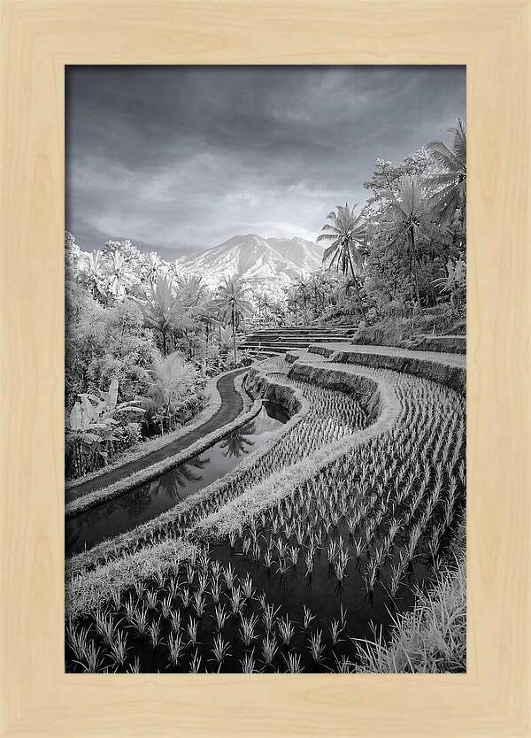 Tranquil Tegalalang Rice Fields
