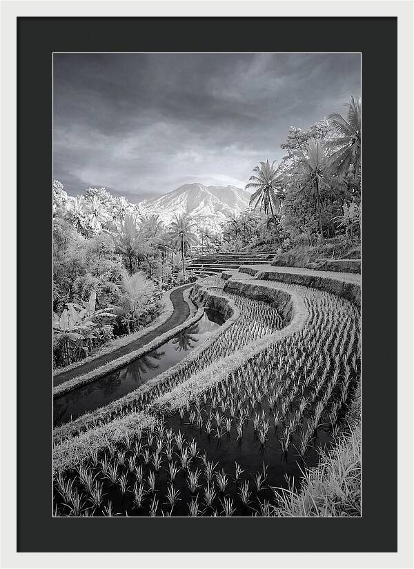 Tranquil Tegalalang Rice Fields