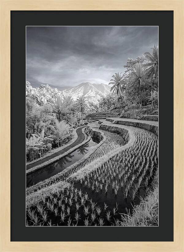 Tranquil Tegalalang Rice Fields
