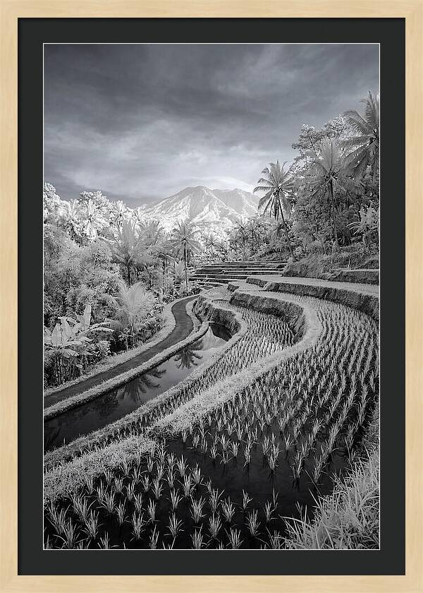 Tranquil Tegalalang Rice Fields