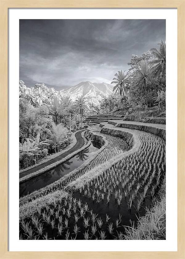 Tranquil Tegalalang Rice Fields