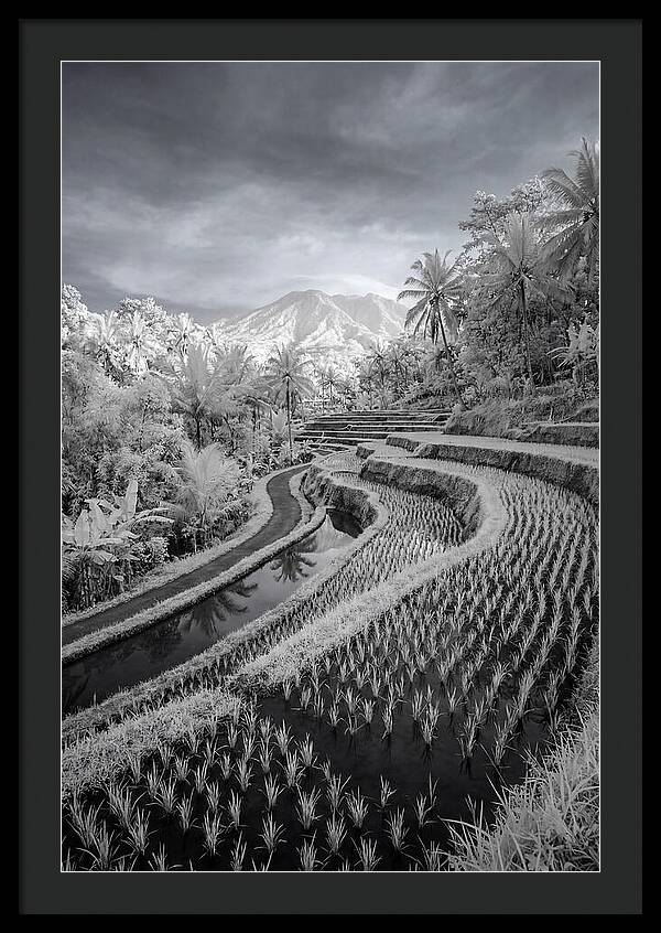 Tranquil Tegalalang Rice Fields