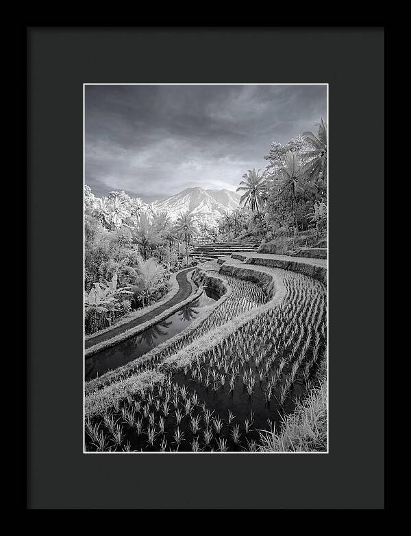 Tranquil Tegalalang Rice Fields