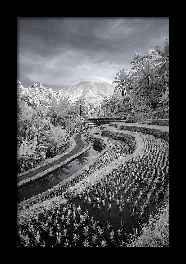 Tranquil Tegalalang Rice Fields
