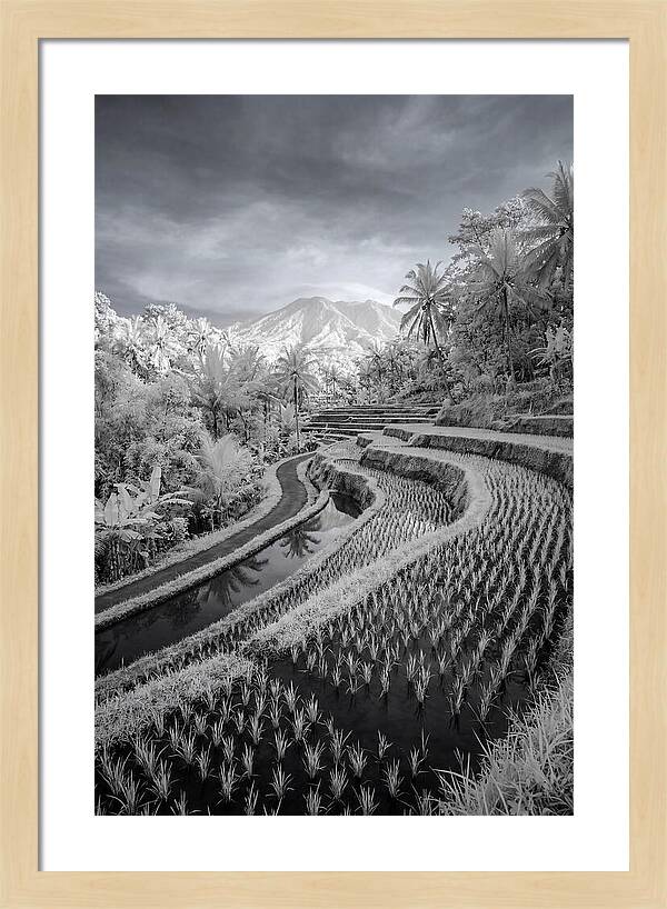 Tranquil Tegalalang Rice Fields