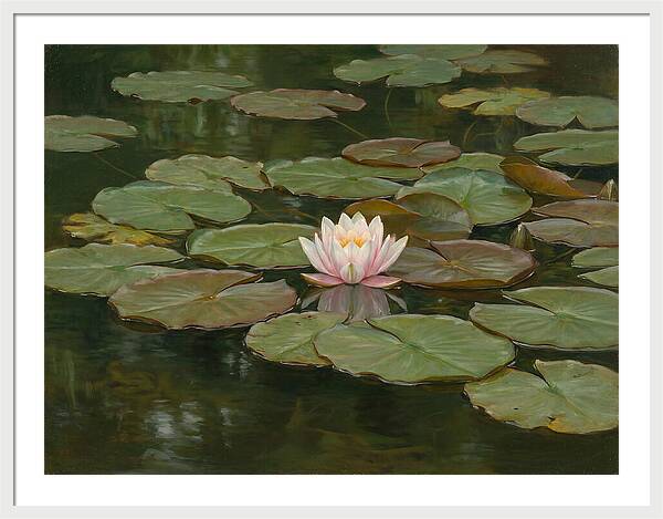 Tranquil Water Lily Bliss