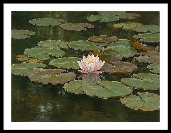 Tranquil Water Lily Bliss