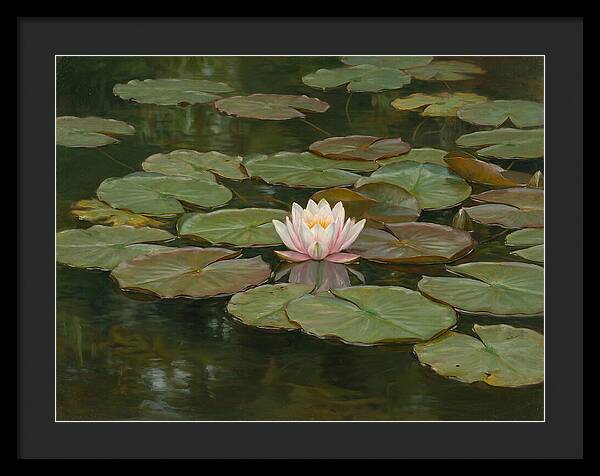Tranquil Water Lily Bliss