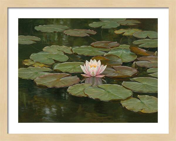 Tranquil Water Lily Bliss
