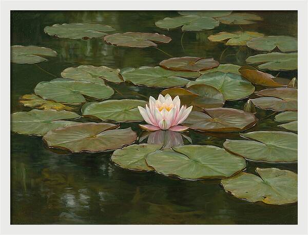Tranquil Water Lily Bliss