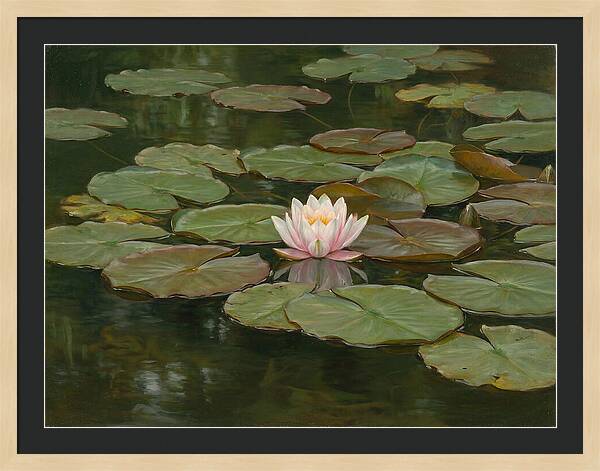 Tranquil Water Lily Bliss