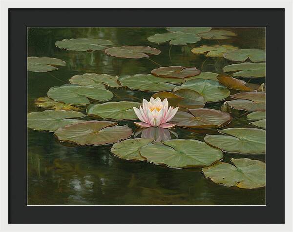 Tranquil Water Lily Bliss