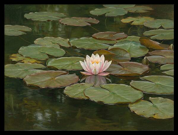 Tranquil Water Lily Bliss