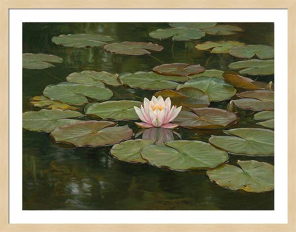 Tranquil Water Lily Bliss
