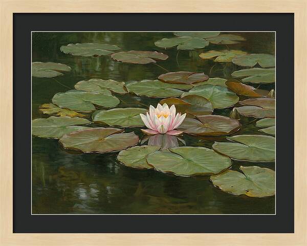Tranquil Water Lily Bliss