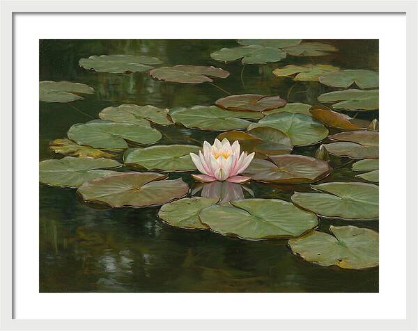 Tranquil Water Lily Bliss