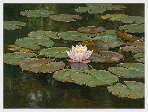 Tranquil Water Lily Bliss