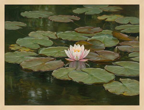 Tranquil Water Lily Bliss