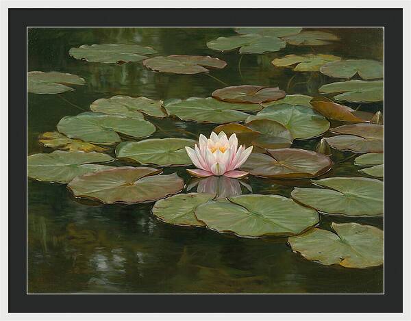 Tranquil Water Lily Bliss