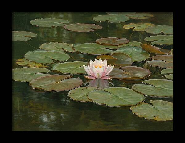 Tranquil Water Lily Bliss