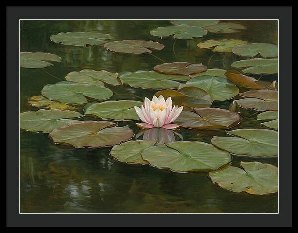 Tranquil Water Lily Bliss