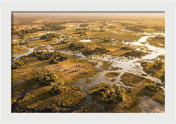 Tranquil Waters Of Okavango