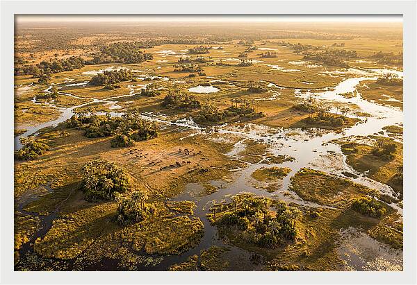 Tranquil Waters Of Okavango