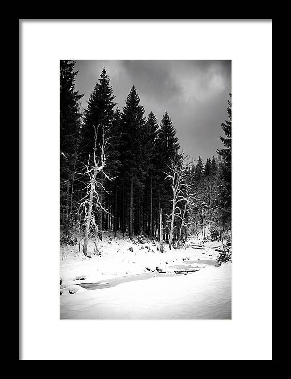 Tranquil Winter Landscape In The Black Forest