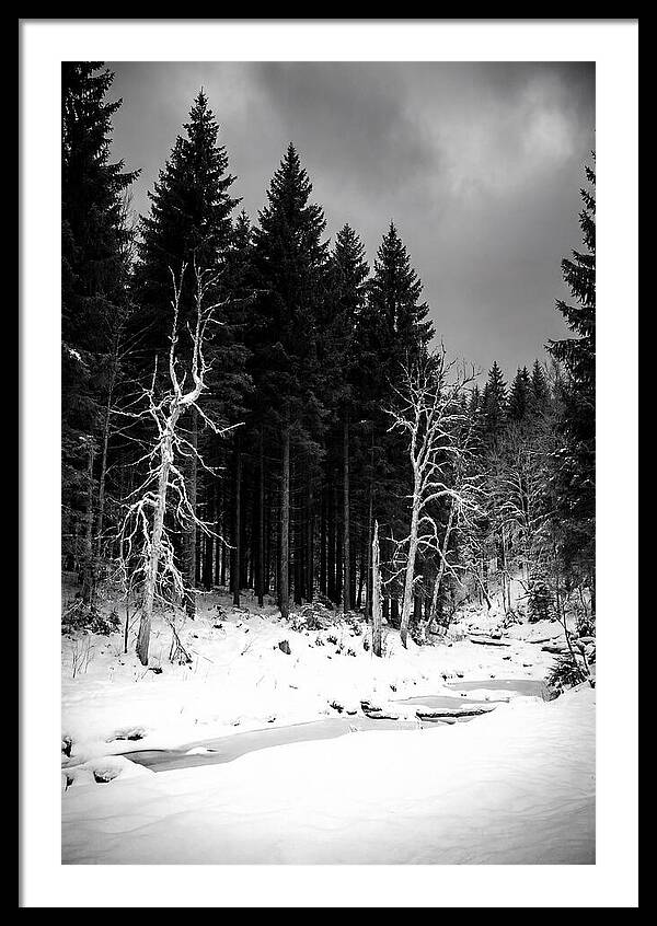 Tranquil Winter Landscape In The Black Forest