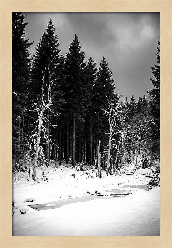 Tranquil Winter Landscape In The Black Forest