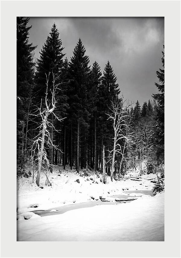 Tranquil Winter Landscape In The Black Forest