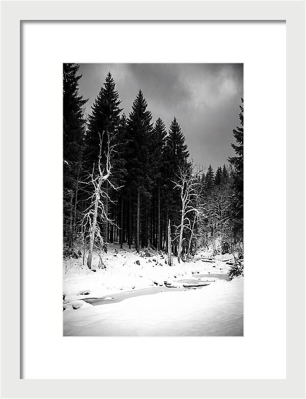 Tranquil Winter Landscape In The Black Forest