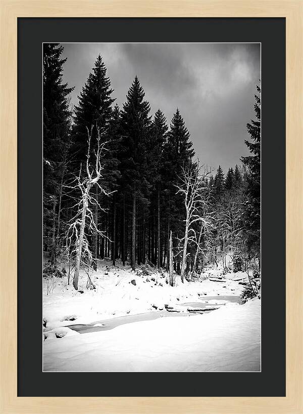 Tranquil Winter Landscape In The Black Forest