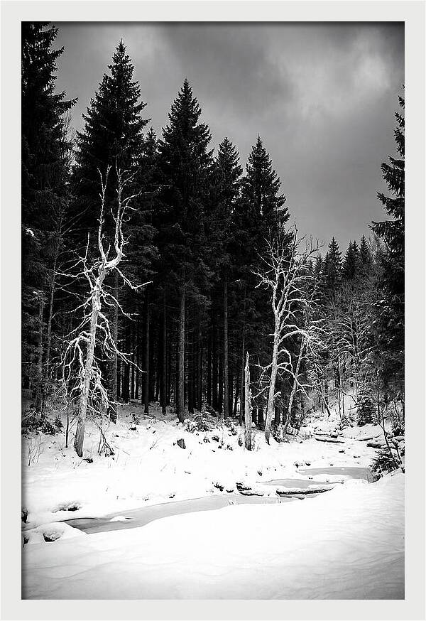 Tranquil Winter Landscape In The Black Forest