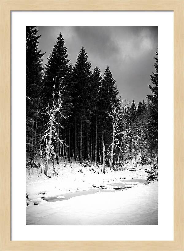 Tranquil Winter Landscape In The Black Forest