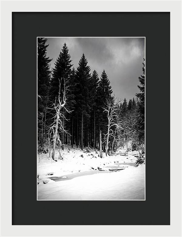 Tranquil Winter Landscape In The Black Forest
