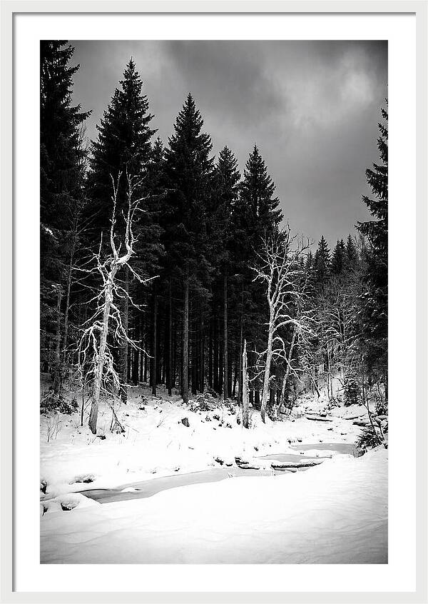 Tranquil Winter Landscape In The Black Forest