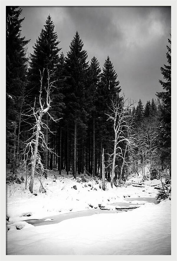 Tranquil Winter Landscape In The Black Forest