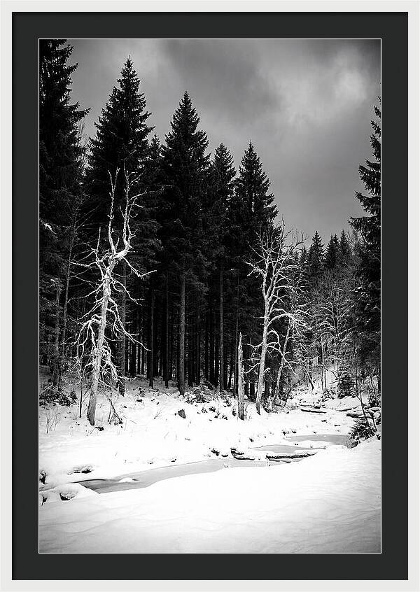 Tranquil Winter Landscape In The Black Forest