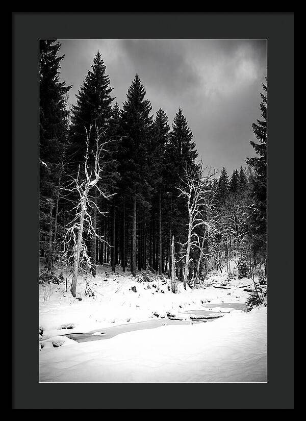 Tranquil Winter Landscape In The Black Forest
